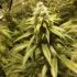 auto cream cookies | autofloreciente (copia)