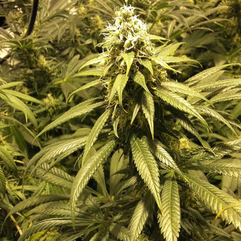 auto cream cookies | autofloreciente (copia)