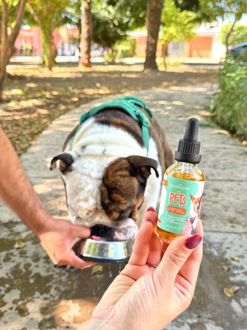 gotas de cbd para mascotas cbd para perros y gatos image (35)