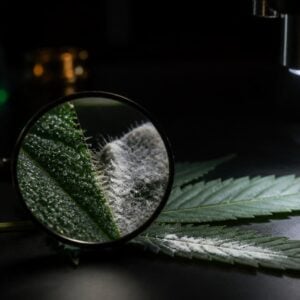 oidio cannabis como identificarlo portada